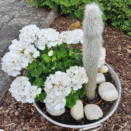 Dom wakacyjny Bine *